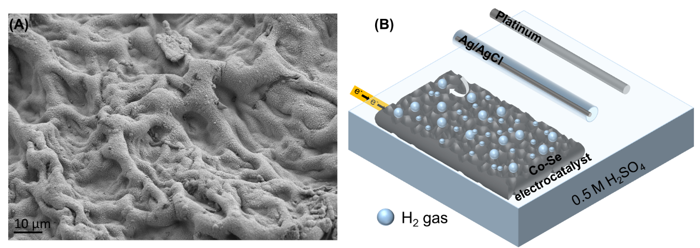 Fig.1.  SEM figure of Co-Se electrode (A) and HER electrolytic cell set up (B).
